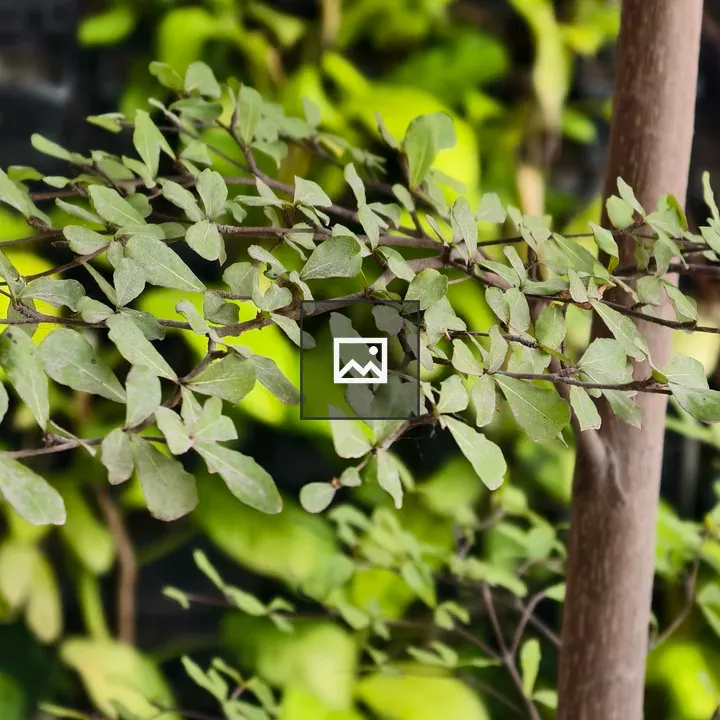 Close-up Branch with Light Green Leaves