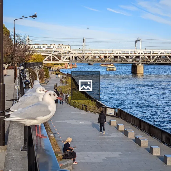 Seagulls by Sumida River