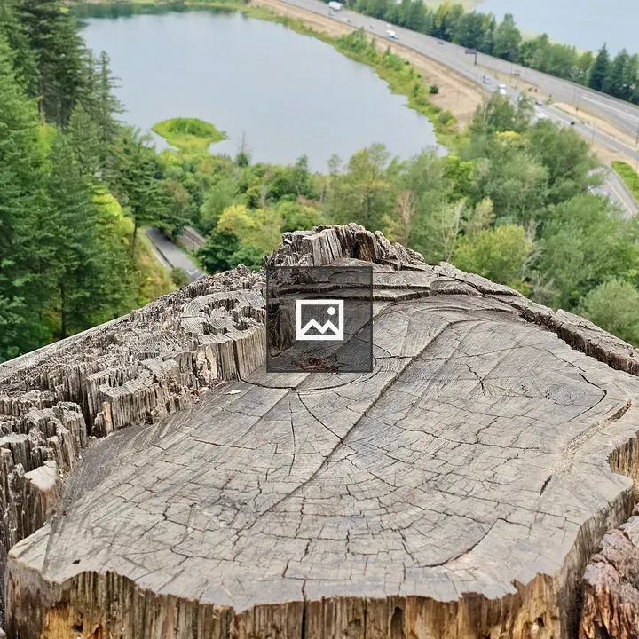 Close-up of tree stump