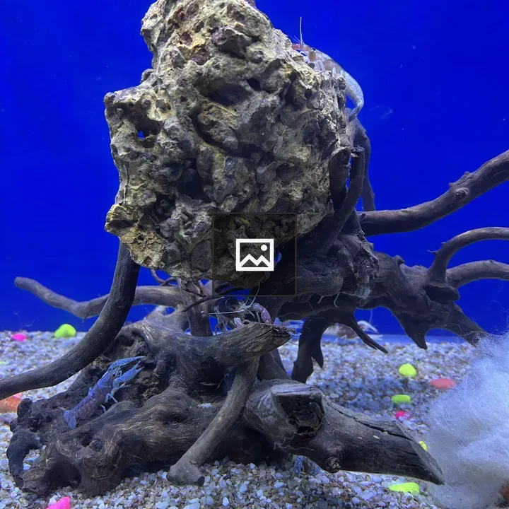 Aquarium scene with rock centerpiece