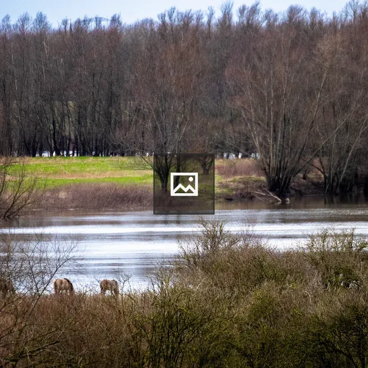 River landscape with grazing horses