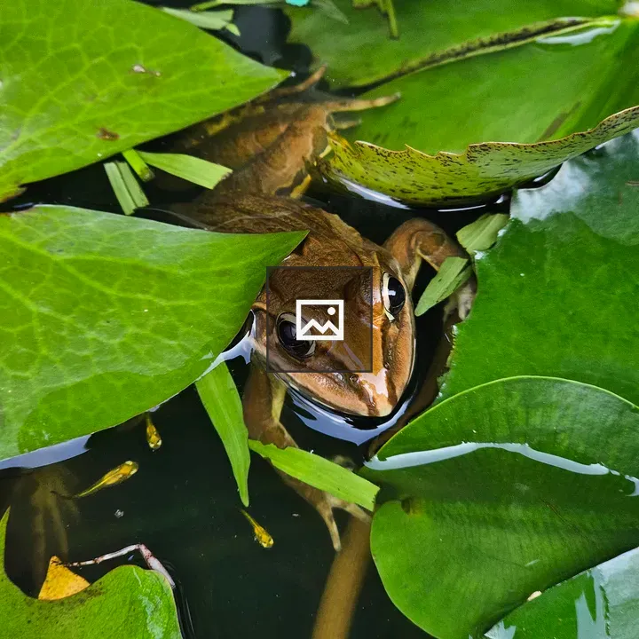Brown frog among green lily leaves