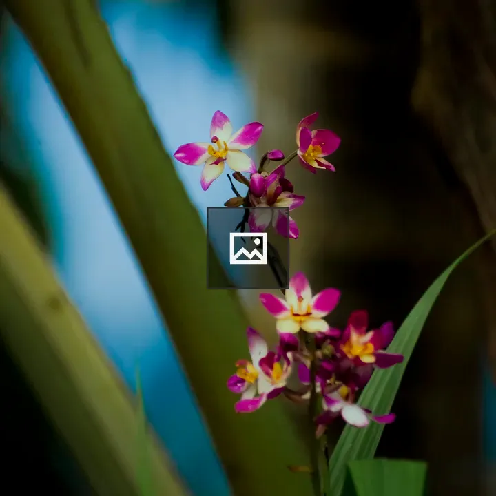 Philippine ground orchid