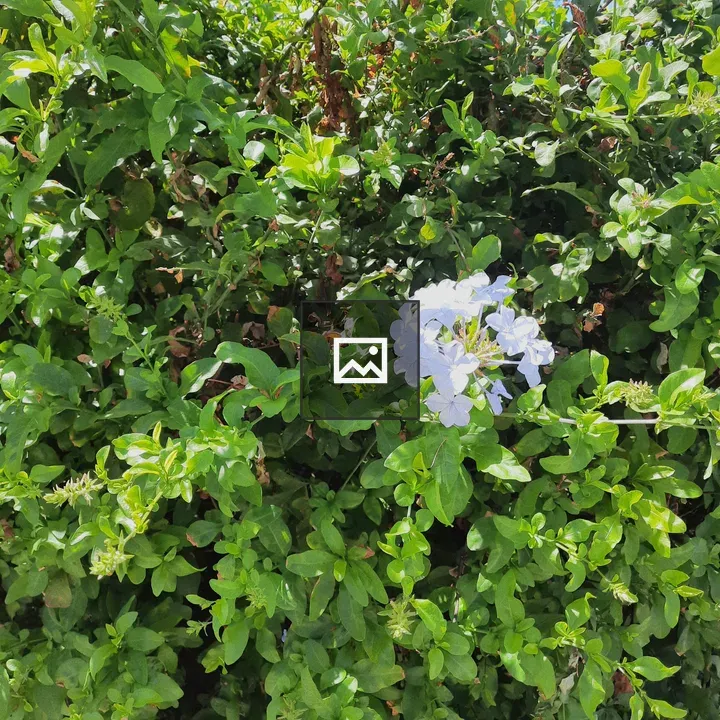 Cluster of light blue flowers