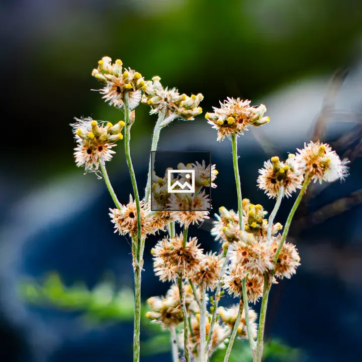 Delicate dew-kissed flower