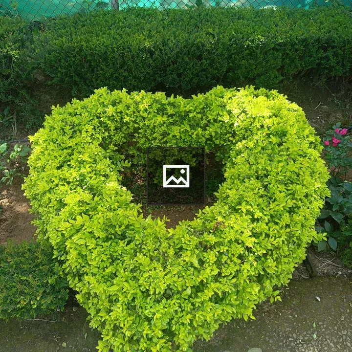 Heart-Shaped Hedge in Gray-and-Green
