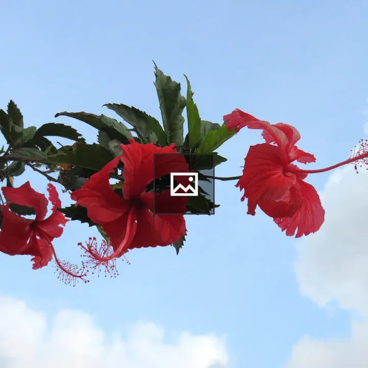 Red hibiscus branch