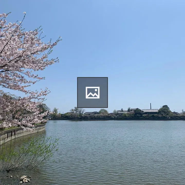 Cherry blossoms at Lake Hachikaku