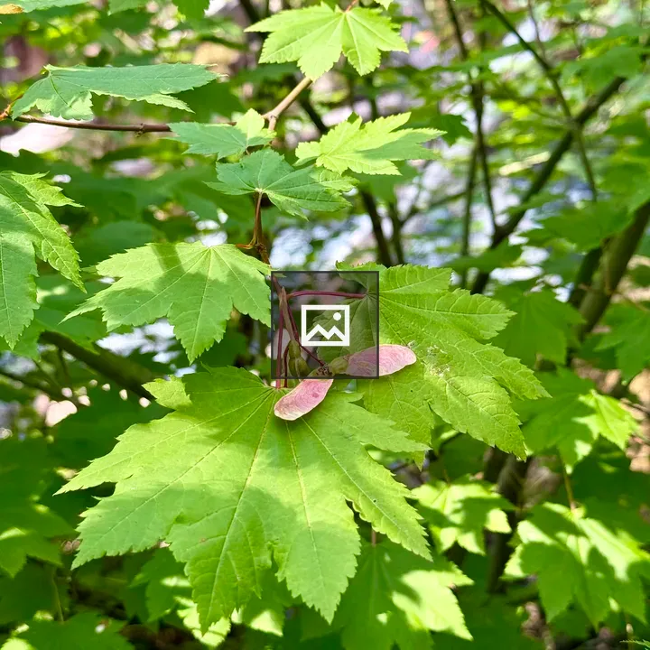 Close-up Maple Leaves and Samaras