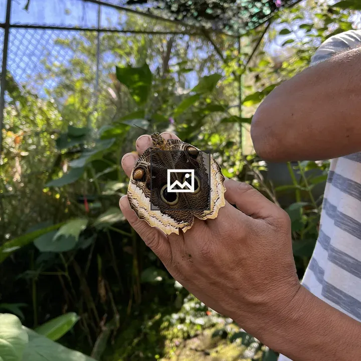 Butterfly in Hand