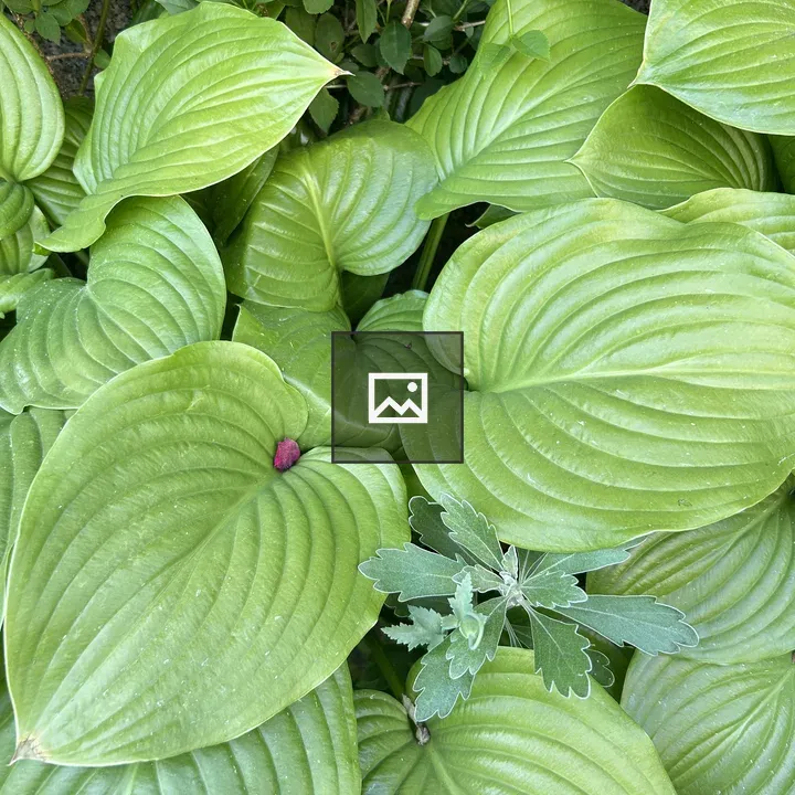 Hosta Leaves in Green