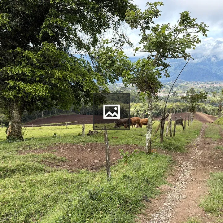 Rural dirt path with grazing cows