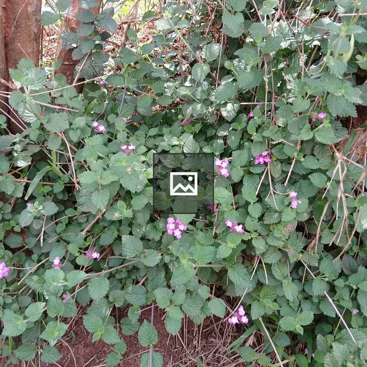 Tiny flowers on bushes among trees