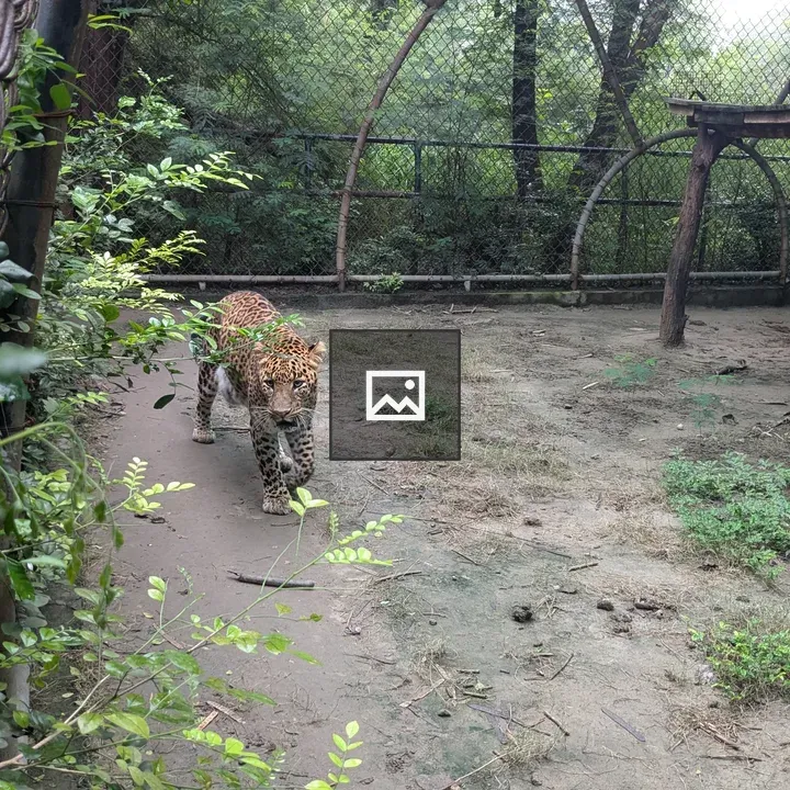 Leopard in Zoo Enclosure