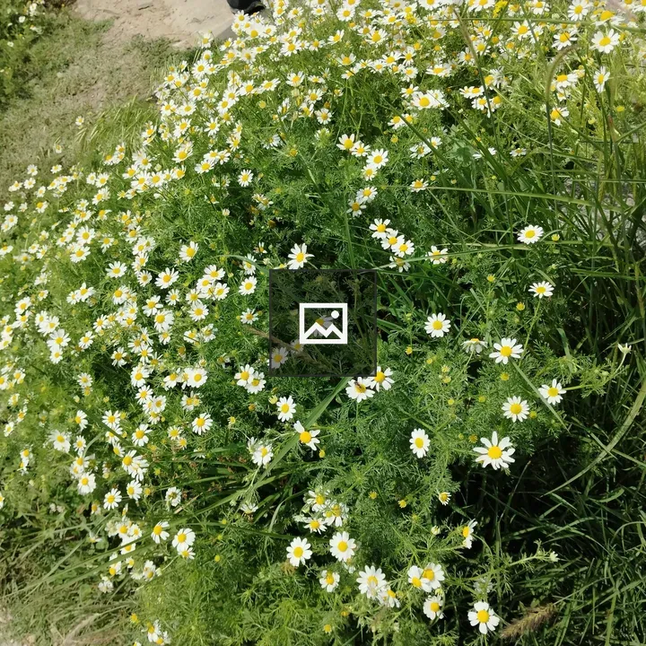 Daisies in Green Grass