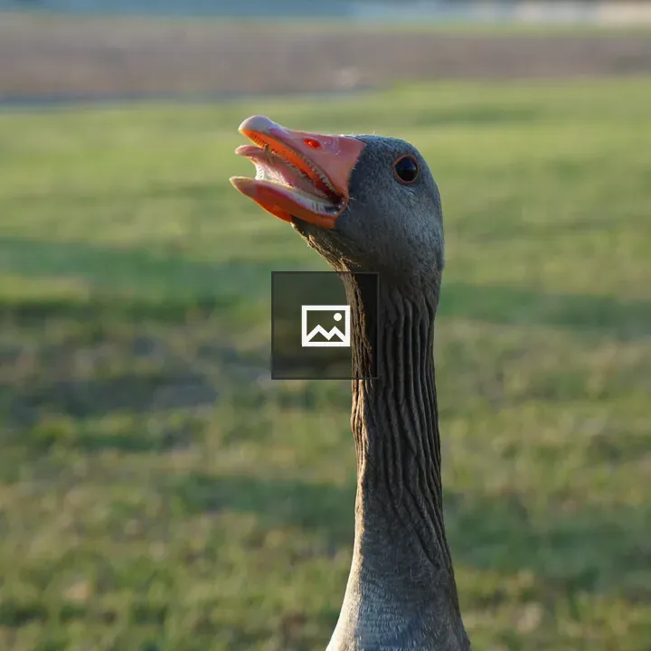 Goose in Grass Landscape