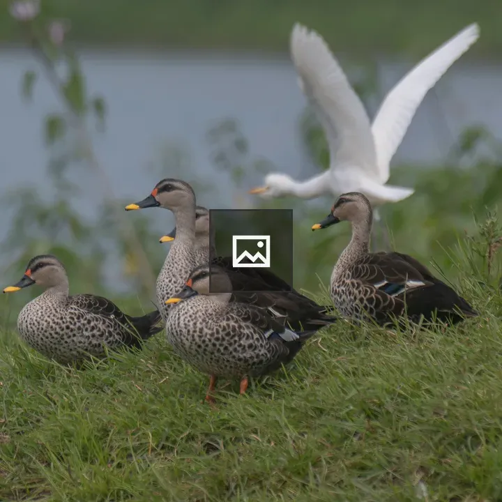 Five Indian Spot-billed Ducks