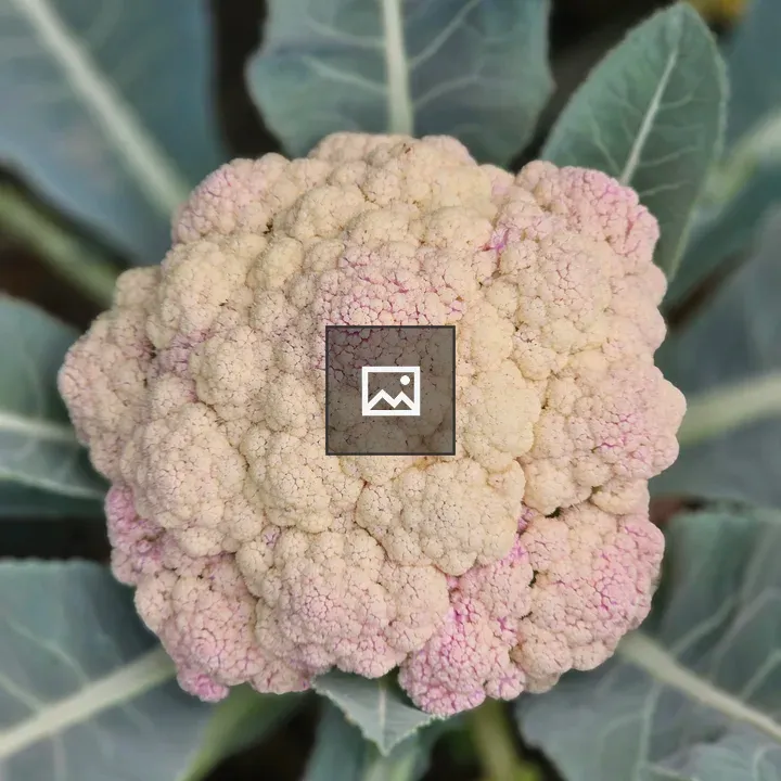 Cauliflower Close-up with Pink Hues