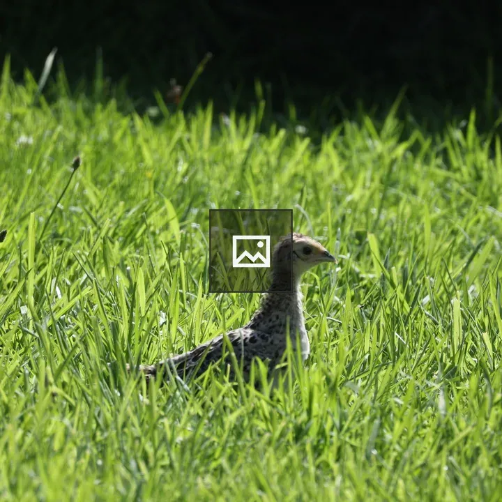Pheasant in Tall Grass