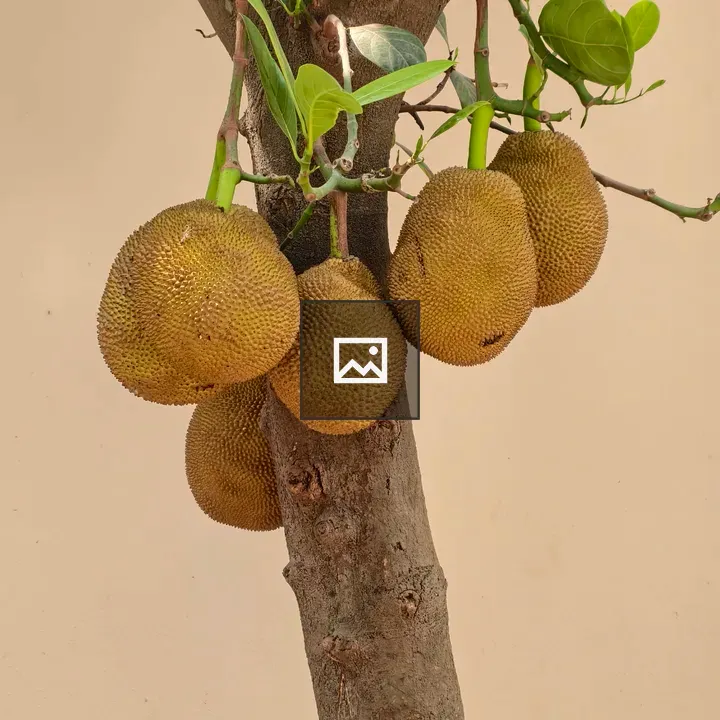 Jackfruit on Tree Trunk