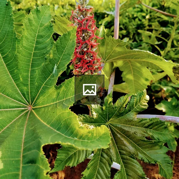 Castor Oil Plant Close-Up