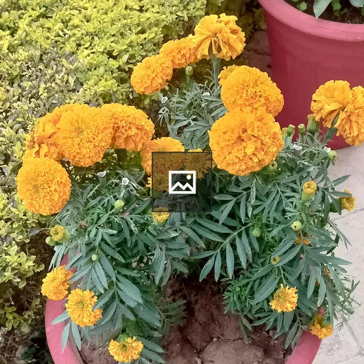 Merigold Flower