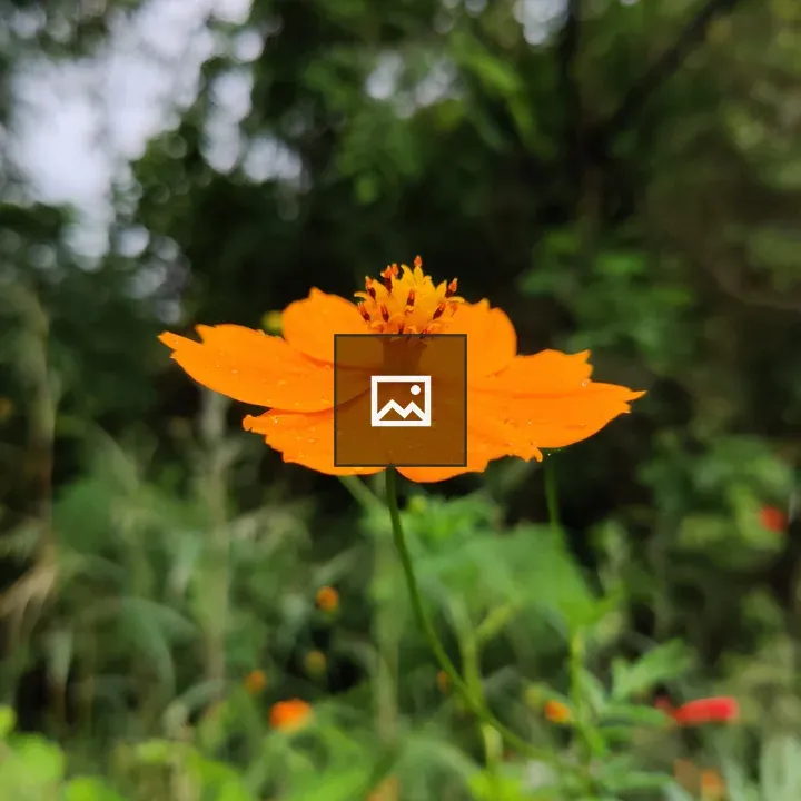 Close-up orange flower