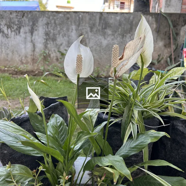 Close-up of garden plants with lilies