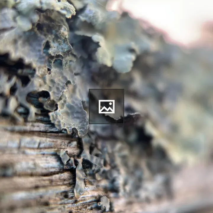 Leaf Lichen on Wood