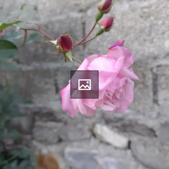 Pink rose blossom close-up
