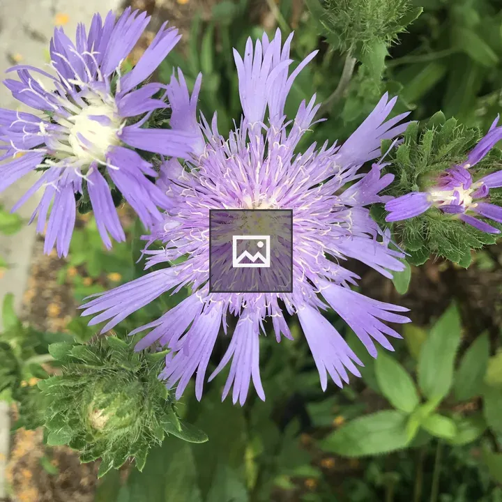 Flower burst