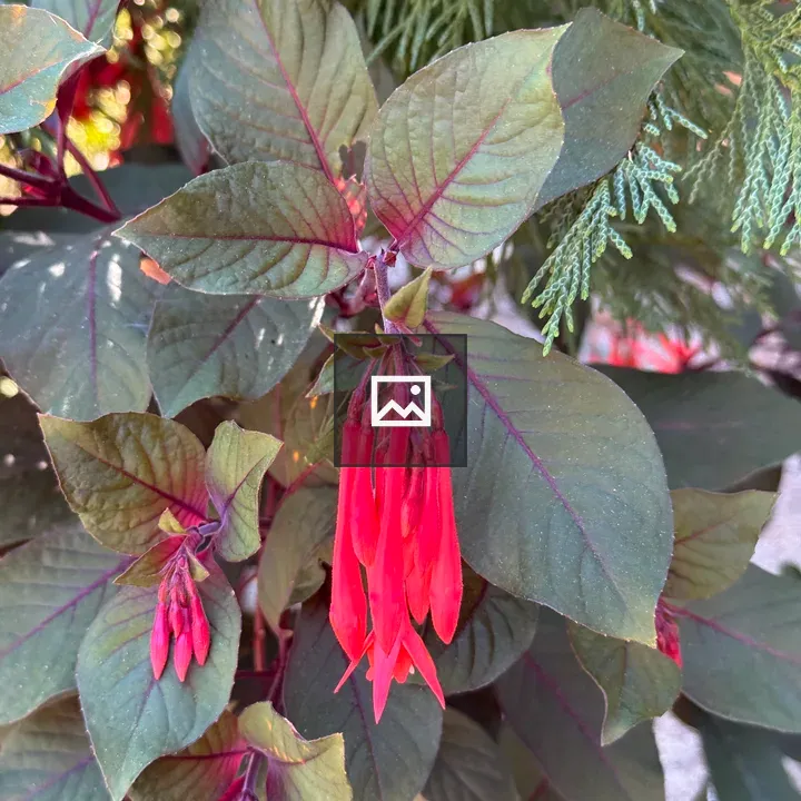 Bright red tubular flowers