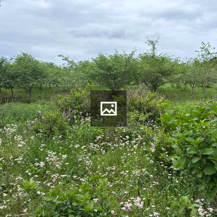 Orchard Rows in Tomita Satomura Park