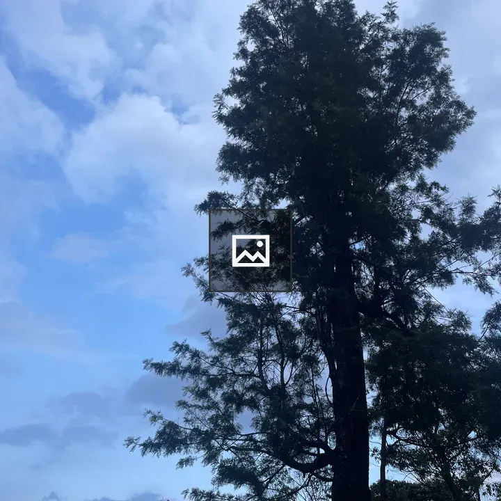 Tree in Munnar