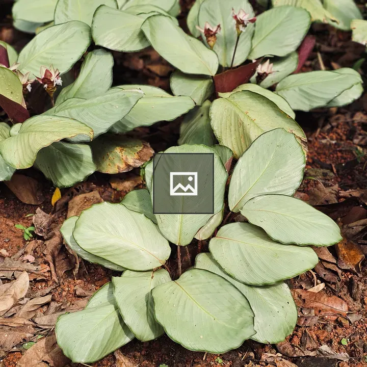 Cluster of Calathea Leaves