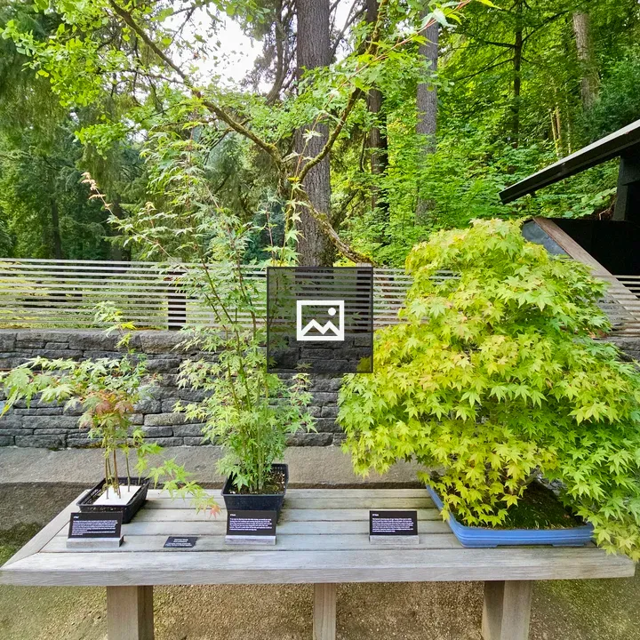 Three Japanese maple bonsai in blue pot