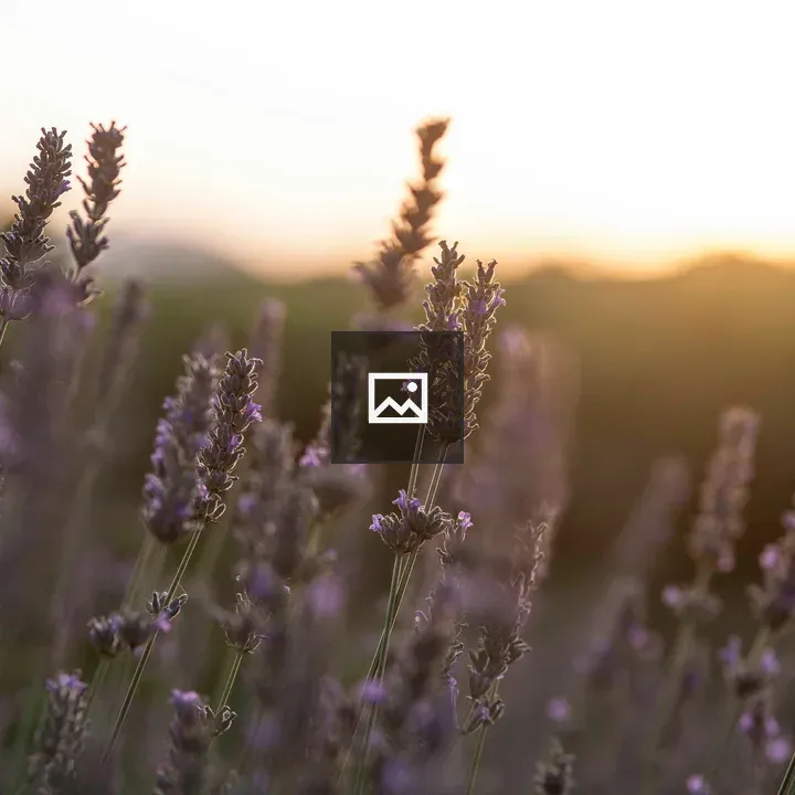 Lavender Flowers at Sunset