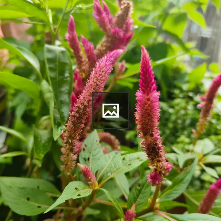 Pink spike-like flowers