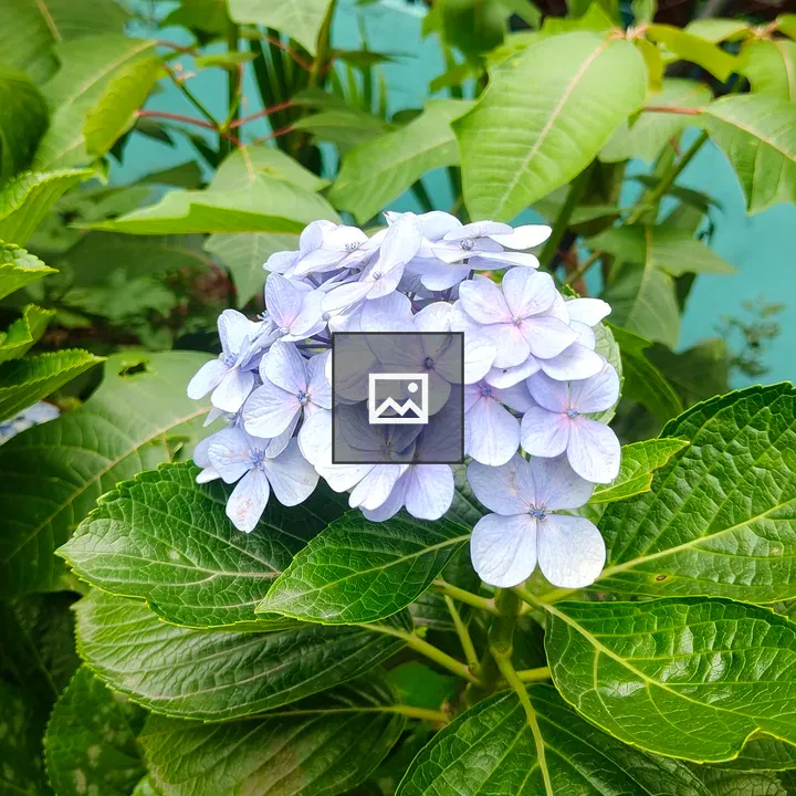 Hydrangea Flowers Cluster