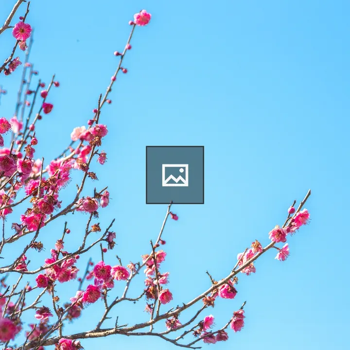 Plum Blossom in Sky