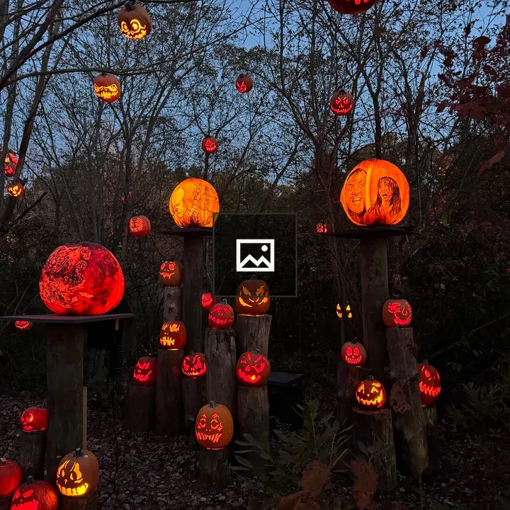 Pumpkins lit for Jack-O-Lantern display