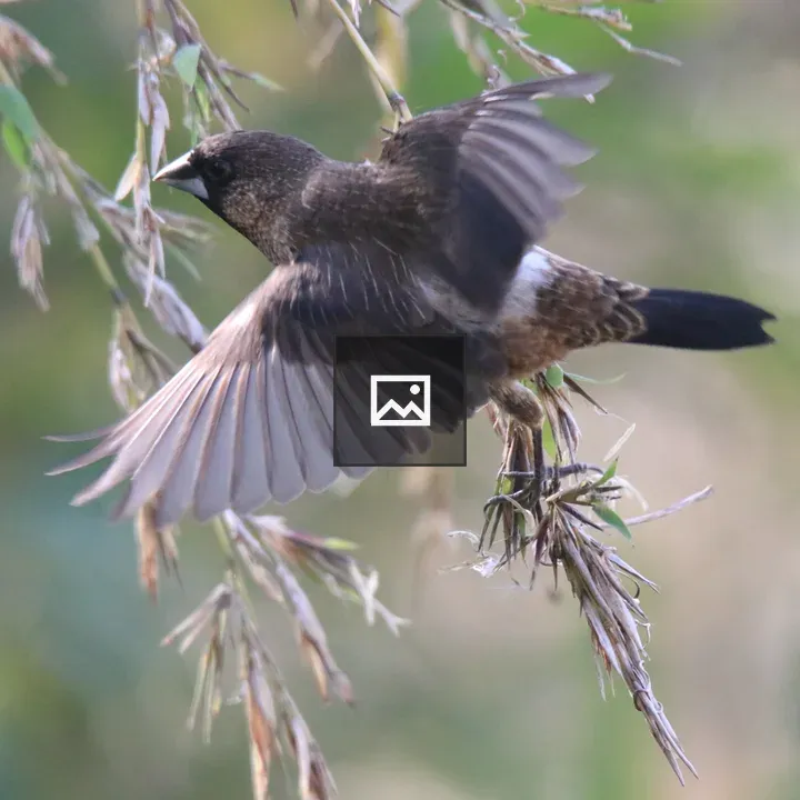 White-rumped Munia Taking Off