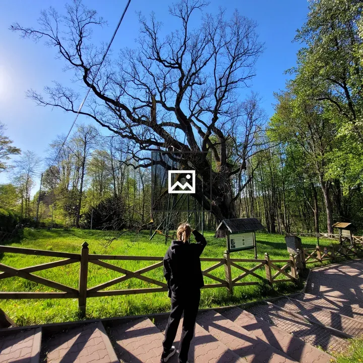 Oak forest with girl silhouette