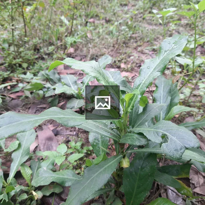 Close-up Green Plant with Leaves