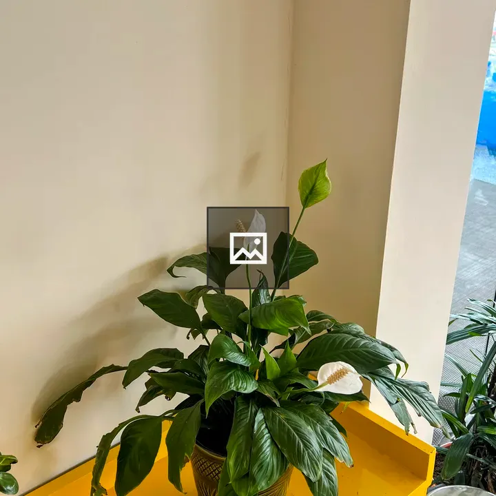 Peace lily in yellow pot