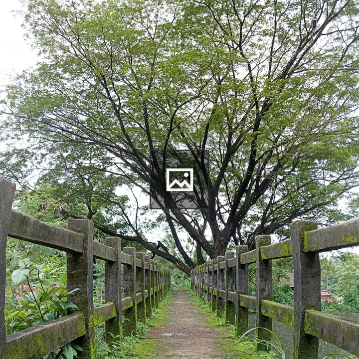 Walking Concrete Bridge and Tree