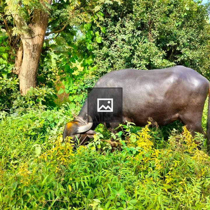 Buffalo Eating Grass in Farm