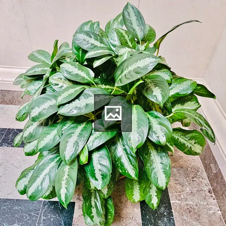 Aglaonema Plant Portrait
