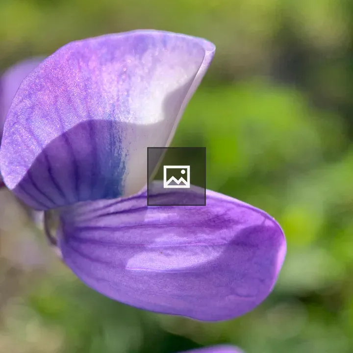 Purple Flower Petals