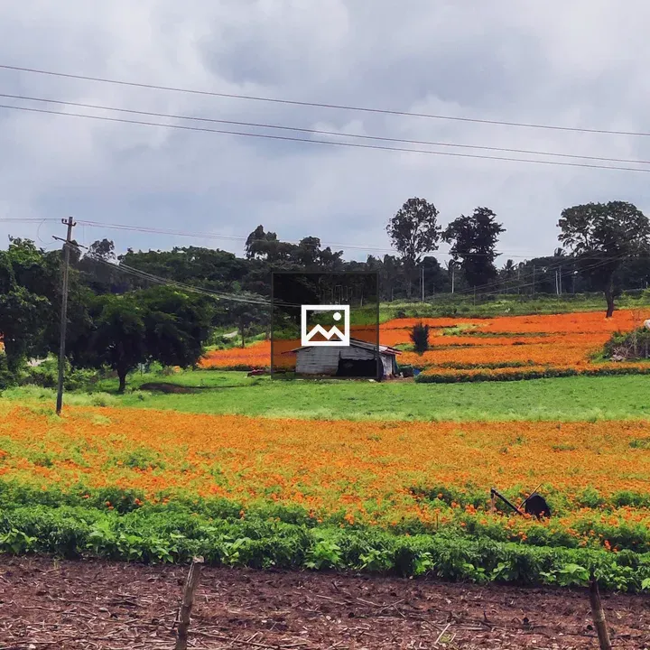 Marigold fields by road